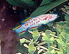Killifish
